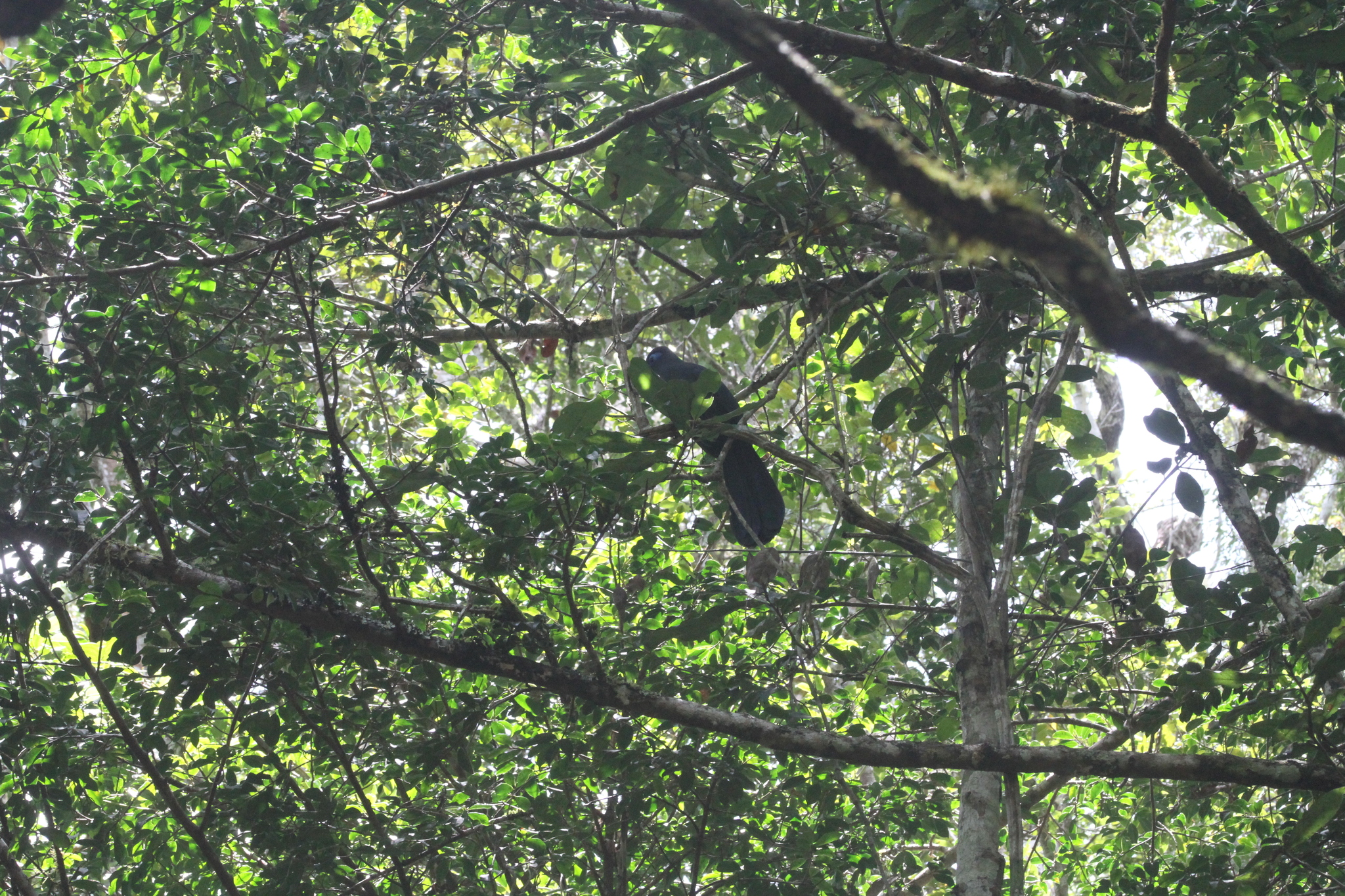 Blue Coua (Coua caerulea), photo 7