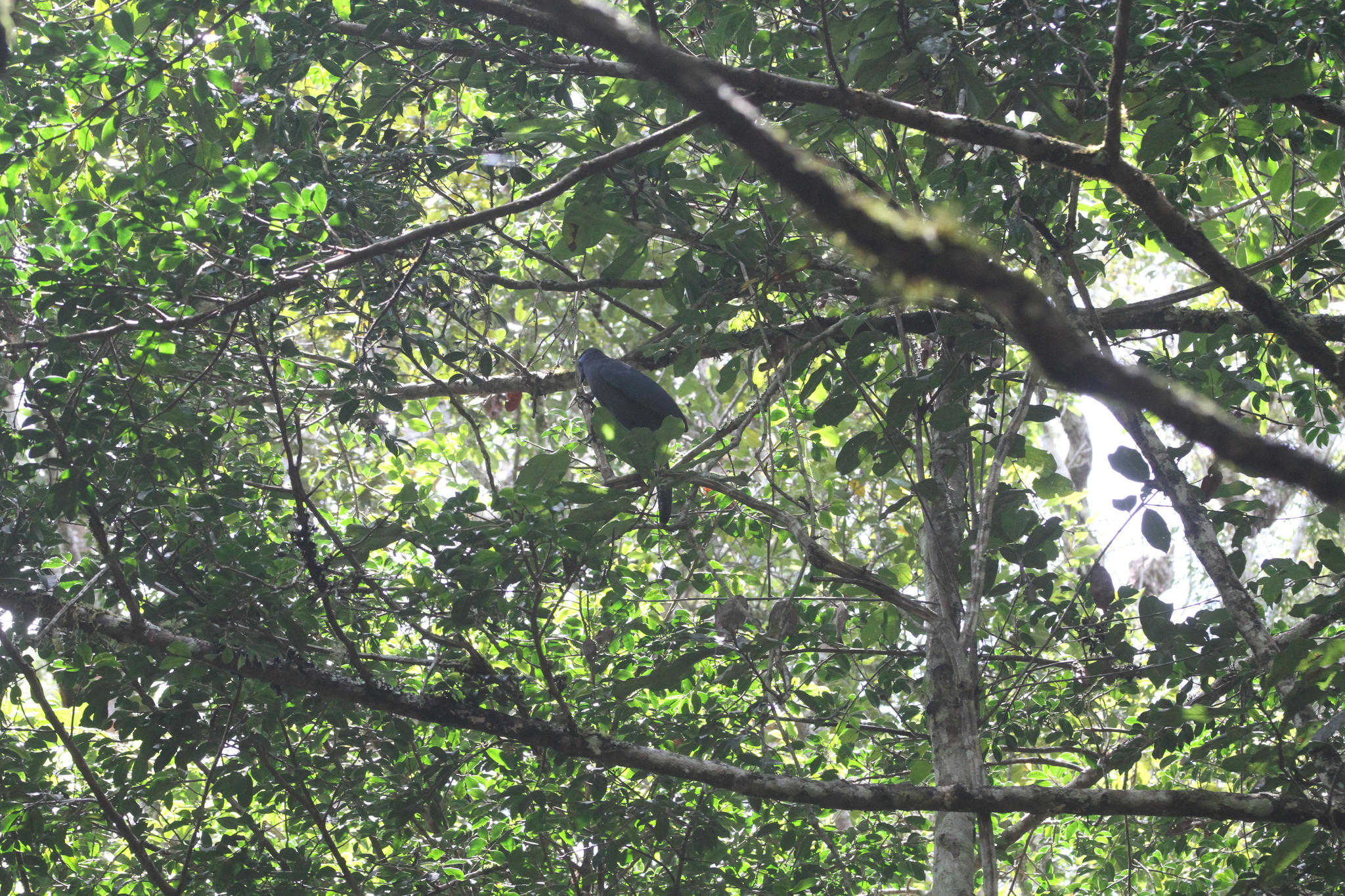 Blue Coua (Coua caerulea), photo 8