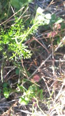 Dasispermum perennans