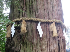 Cryptomeria japonica