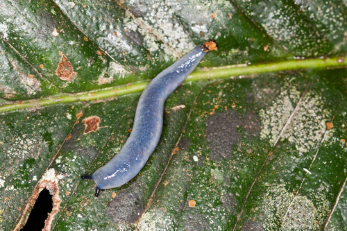 Pallifera