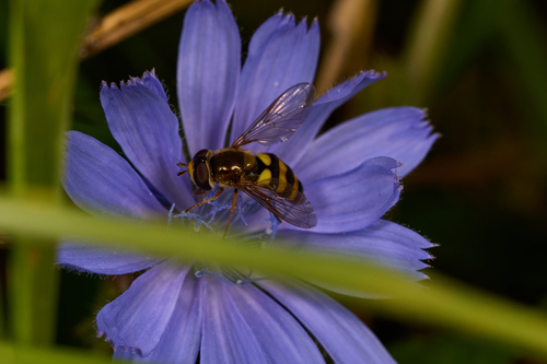 Unknown species found near 1st state hill side