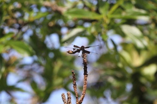 Madagascar Jungleskimmer photo 3