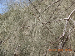 Moringa peregrina