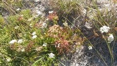 Dasispermum perennans