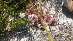 Dasispermum perennans