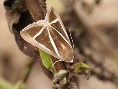 Chalciope delta