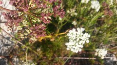 Dasispermum perennans