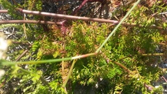 Dasispermum perennans