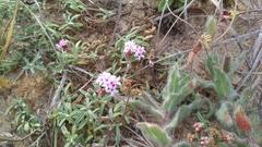 Stevia satureiifolia