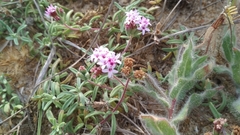 Stevia satureiifolia