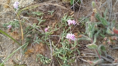 Stevia satureiifolia