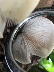 Crepidotus nephrodes