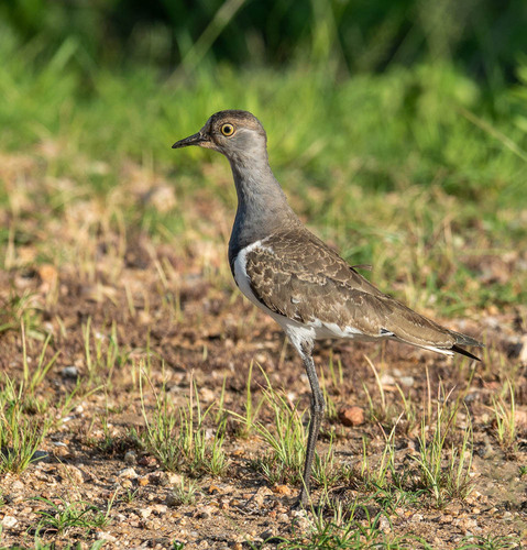 Senegal Lapwing (Vanellus lugubris), photo 10