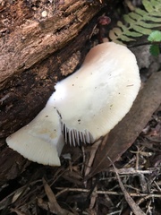 Crepidotus nephrodes