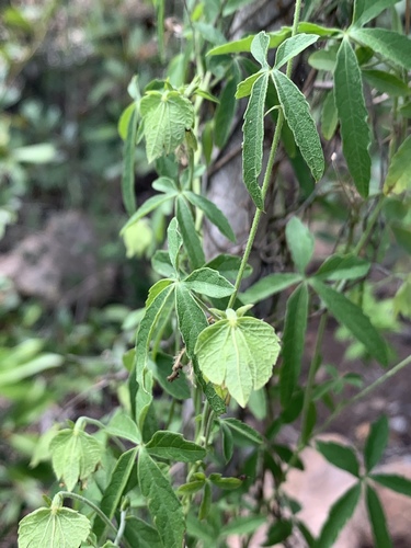 Lowveld Wildhop (Dalechampia galpinii)