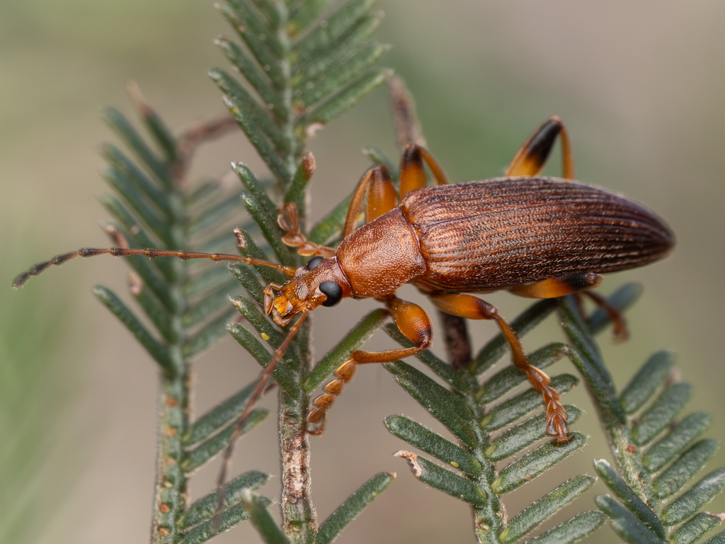 Lepturidea rubra