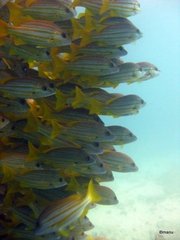 Plectorhinchus chrysotaenia