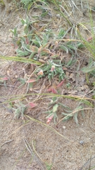 Oenothera mollissima