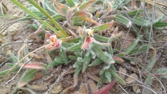 Oenothera mollissima
