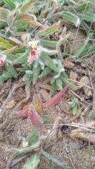 Oenothera mollissima