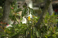 Sicalis flaveola valida