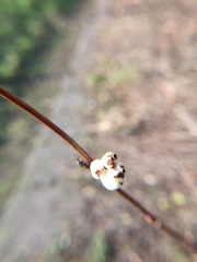 Symphoricarpos albus