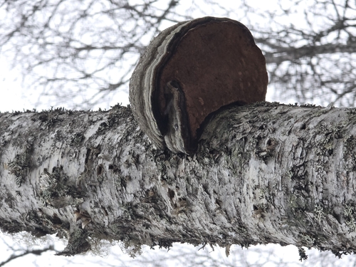 Hoof Fungus