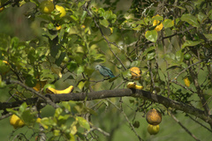Thraupis episcopus caerulea