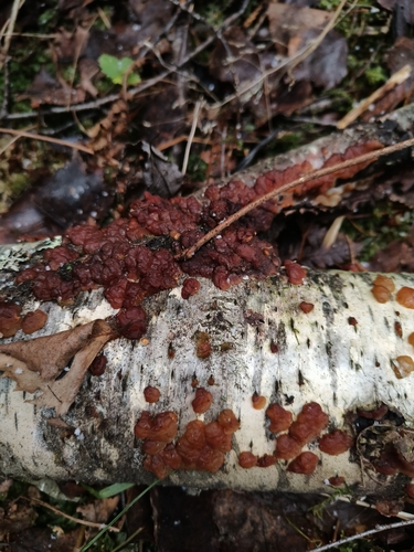birch jelly