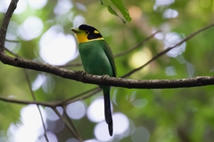 Psarisomus dalhousiae