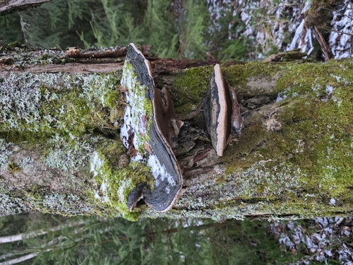 Phellinus alni