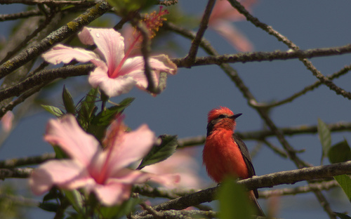 Vermilion Flycatcher
