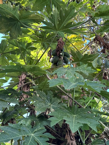 Papaya