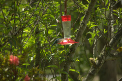 Colibri coruscans coruscans