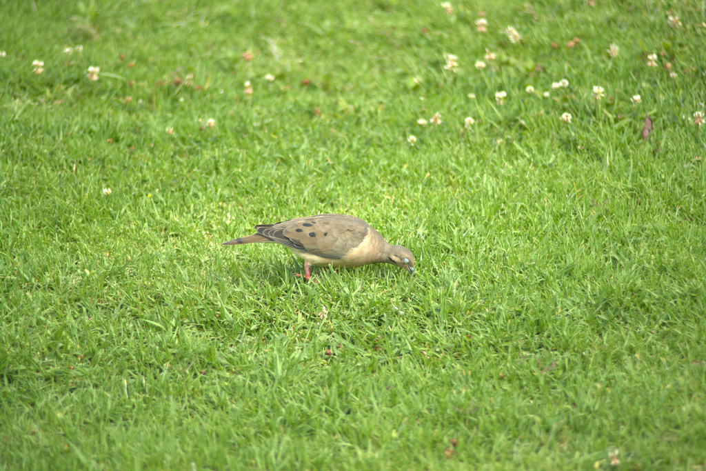 Eared Dove