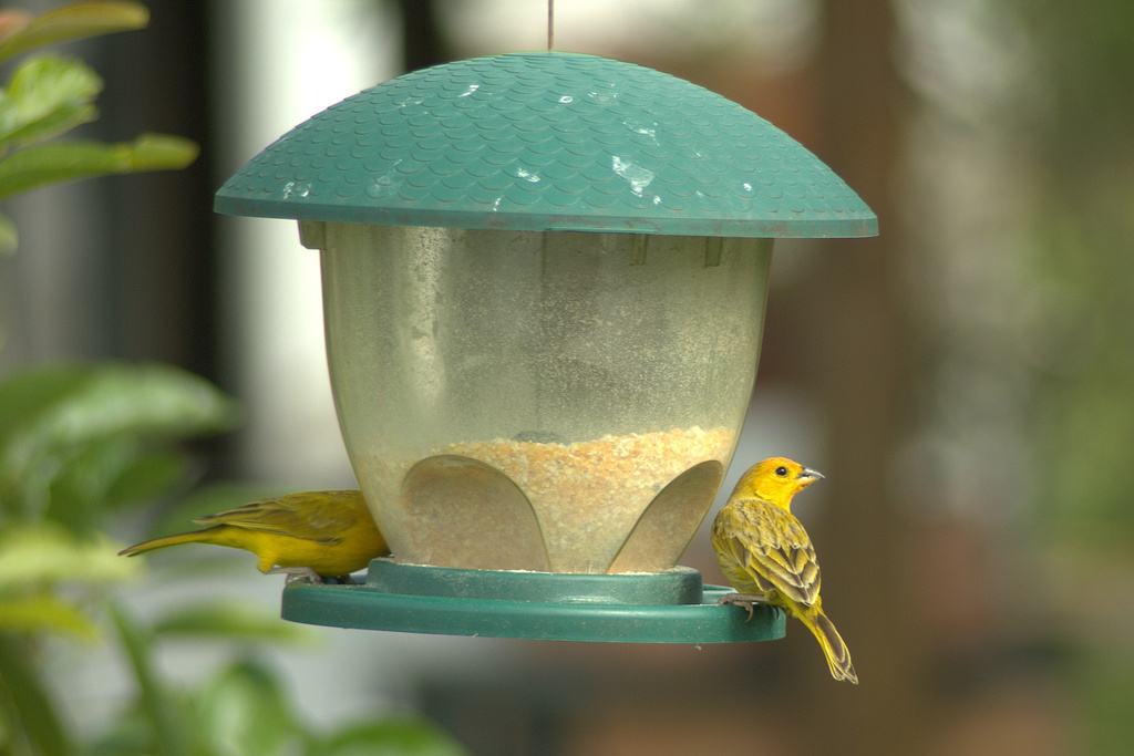 Saffron Finch