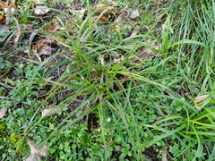 Carex hirta