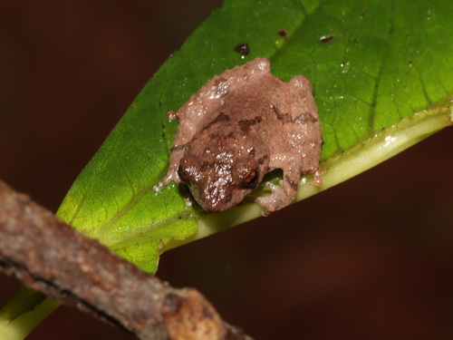 Mengla bush frog, Raorchestes menglaensis