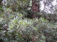 Podocarpus macrophyllus
