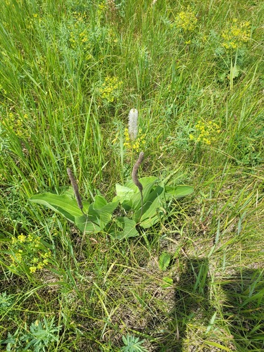Giant Plantain (Plantago maxima)