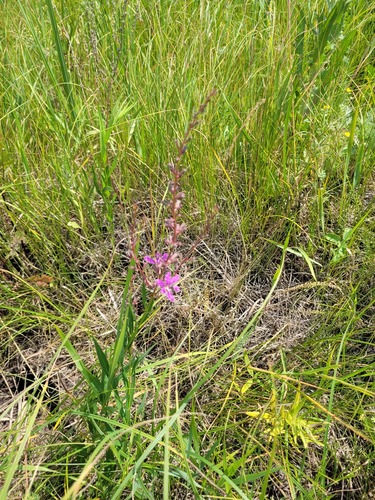 Wanded Loosestrife (Lythrum virgatum)
