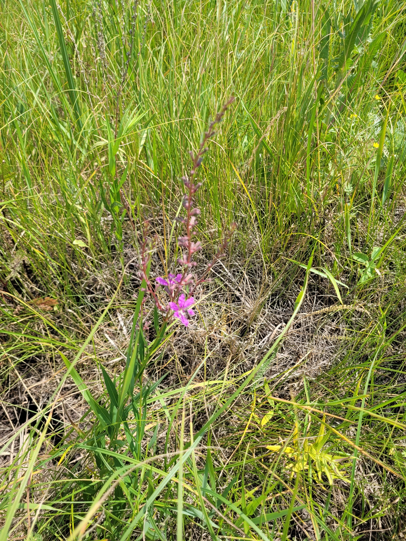 Wanded Loosestrife (Lythrum virgatum)