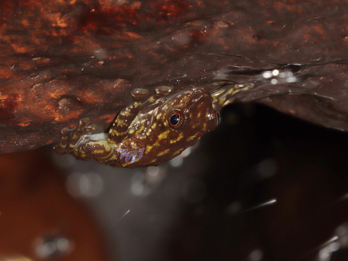 Amolops sengae