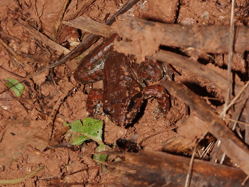 Doi Chang Asian Frog, Nanorana aenea