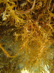 Carpophyllum plumosum