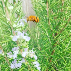 Amegilla bombiformis