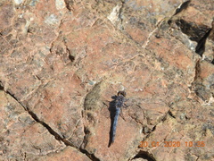 Orthetrum ransonnetii