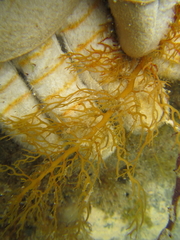 Carpophyllum plumosum