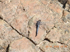 Orthetrum ransonnetii